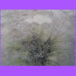 Alkali Sacaton Plant.jpg